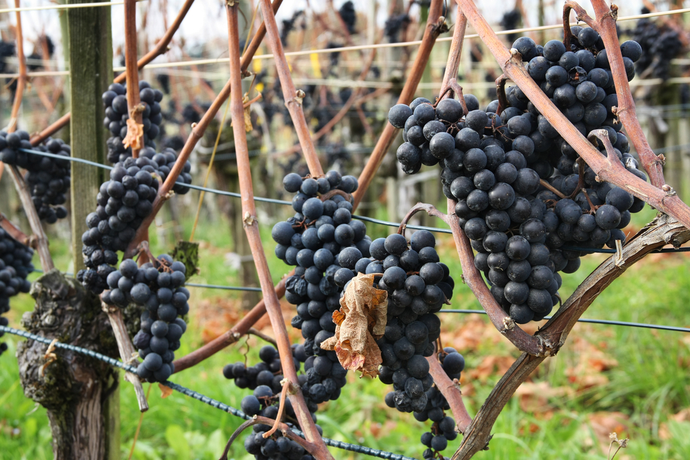 pinot noir grapes