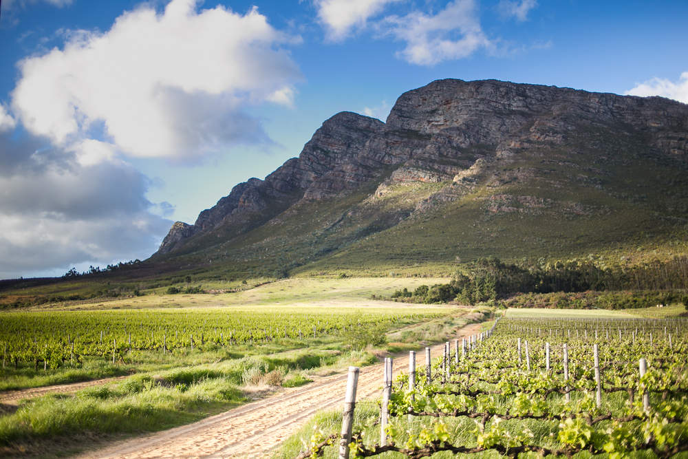 south africa vineyard