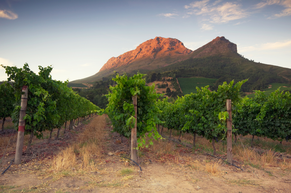 Sunset over a vineyard with Table Mountain in the background, Stellenbosch, Cape Winelands, Western Cape, South Africa