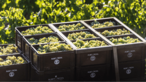 top summer organic wine brands - grapes at Albet i Noya