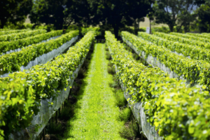 natural wine uk- an organic vineyard