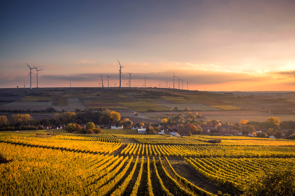 Vines and wind turbines