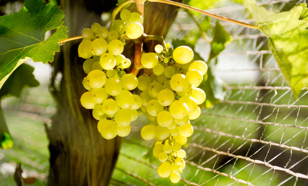 White grapes in vineyard