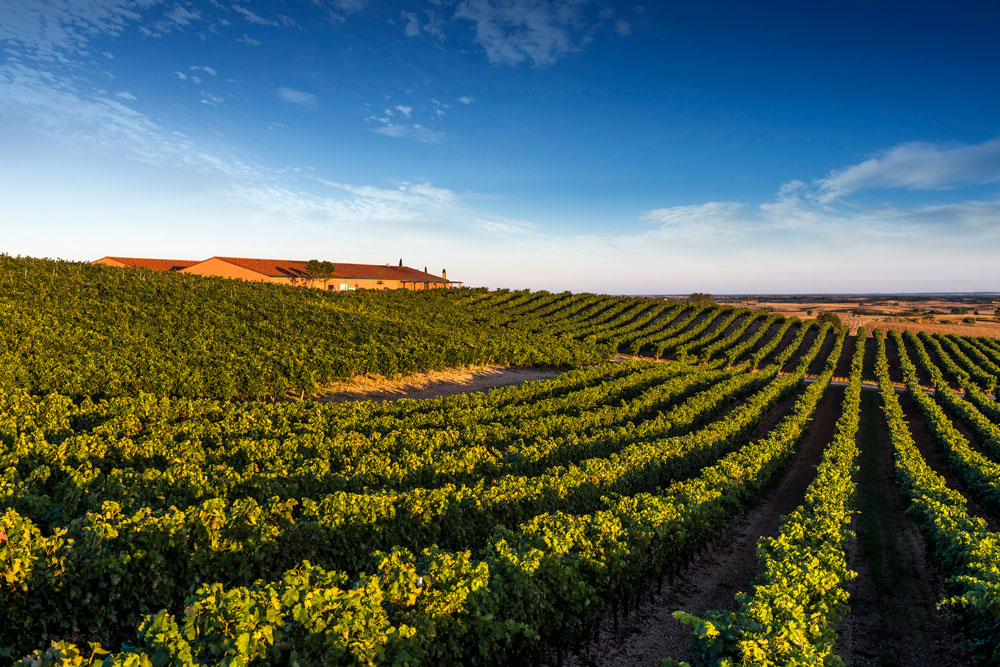 Organic Spanish Vineyard