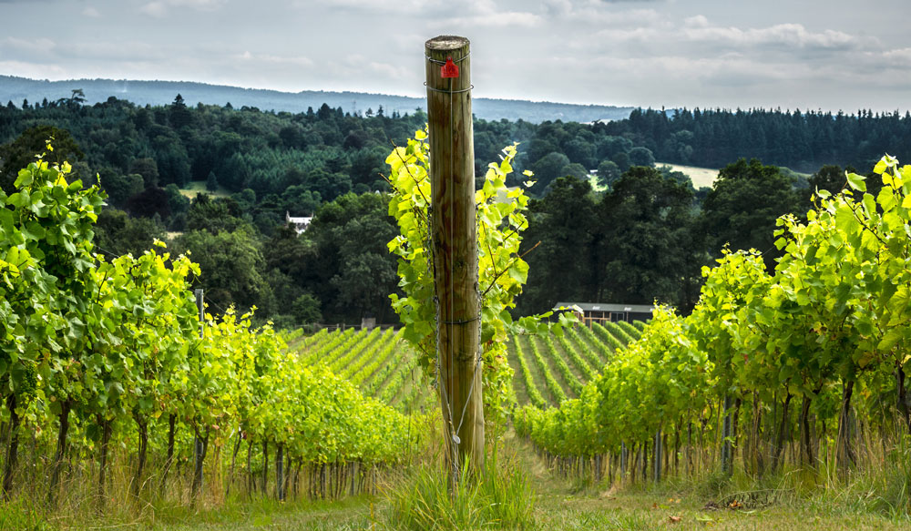 Vineyard in the Surrey hills