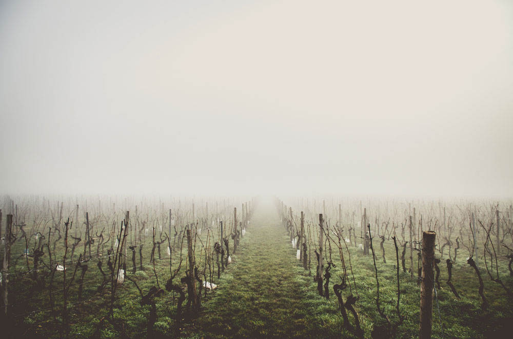 Vineyard in the mist