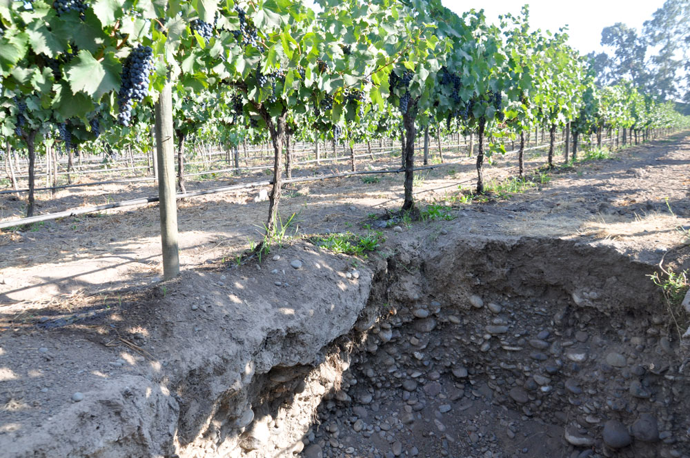 Stones in organic vineyard