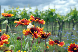 why drink organic wine