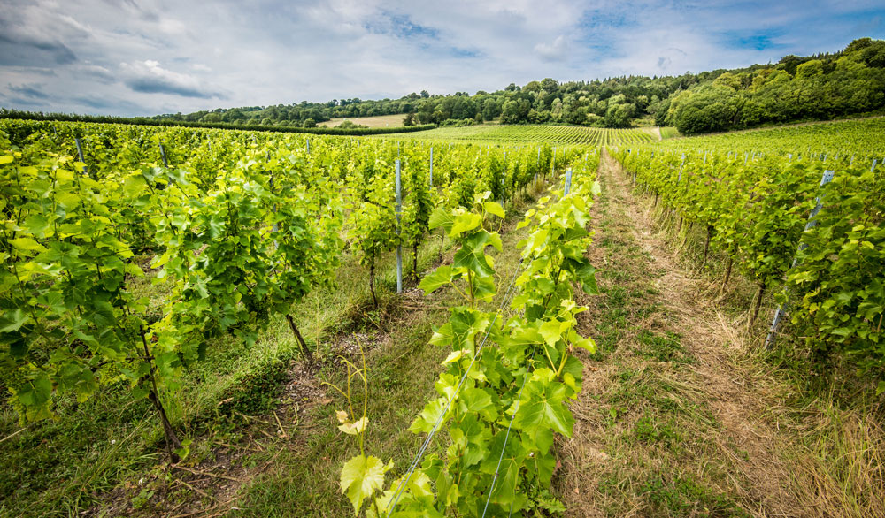 Albury Organic Vineyard