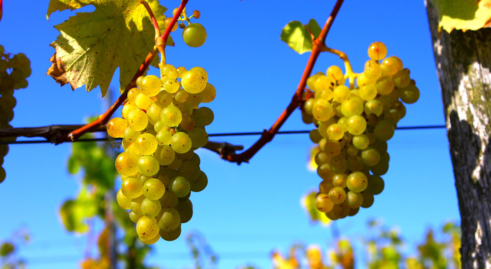 Organic grapes in English vineyard