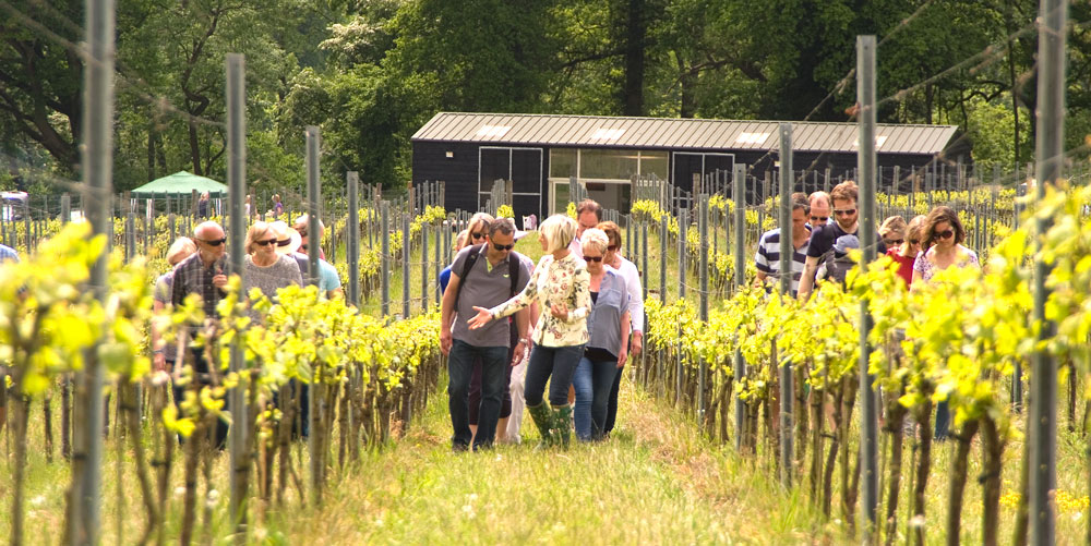 People walking through organic vineyard