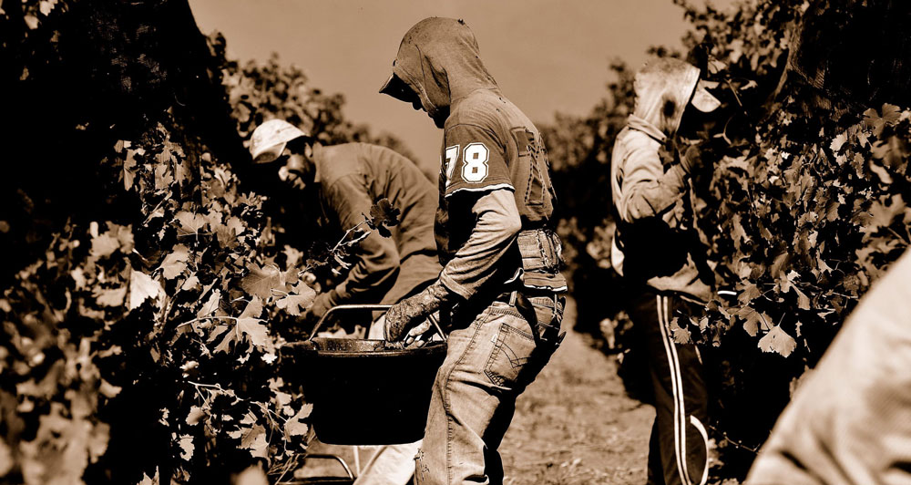 Organic grapes being picked in vineyard Argentina