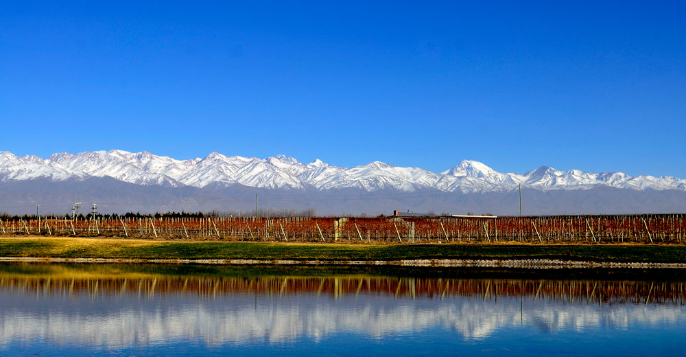 Organic vineyards and mountains in Argentina