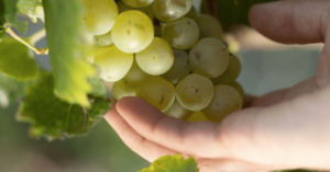 franciacorta-wine-grapes