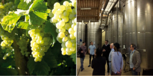 the best organic prosecco