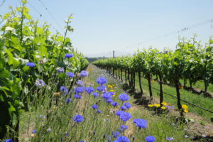 why drink organic wine