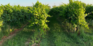 what does it mean if wine is organic - healthy organic vineyard