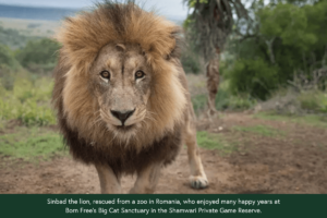 sinbad-born-free-sanctuary-shamwari-game-reserve-3-300x200.png