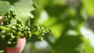 piwi wines